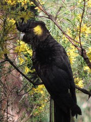 Zanda funerea funerea