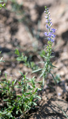 Veronica pinnata