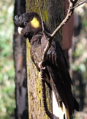 Zanda funerea funerea