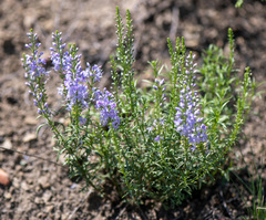 Veronica pinnata