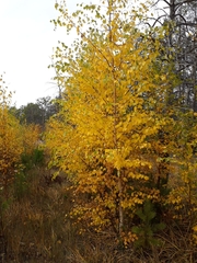 Betula platyphylla
