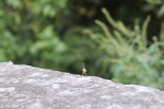 Argia moesta