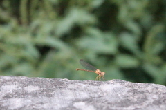Argia moesta