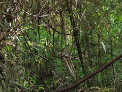 Sericornis frontalis frontalis