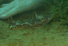 Miamira flavicostata