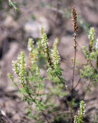 Nepeta annua