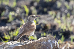 Certhilauda semitorquata transvaalensis