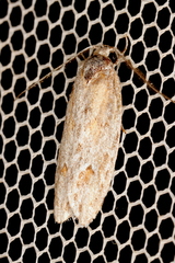 Phylomictis sarcinopa