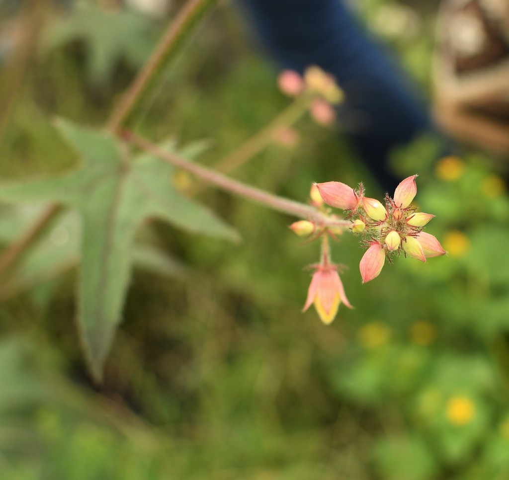 Kosteletzkya tubiflora