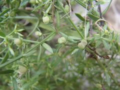 Galium microphyllum