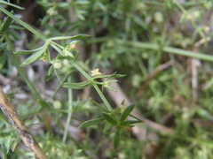 Galium microphyllum