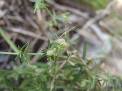 Galium microphyllum