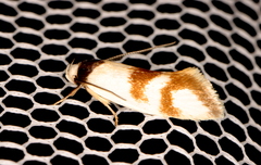 Antipterna trilicella