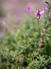 Astragalus angarensis