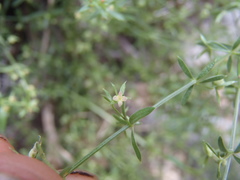 Galium microphyllum