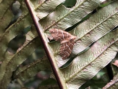 Chaetolopha leucophragma