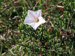 Convolvulus capensis