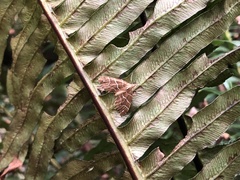 Chaetolopha leucophragma