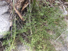 Galium microphyllum