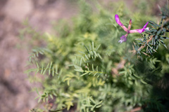 Astragalus angarensis