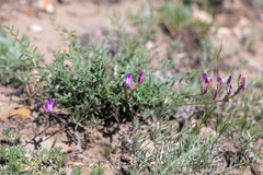 Astragalus angarensis