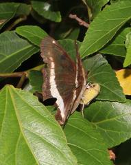 Eurytela hiarbas angustata