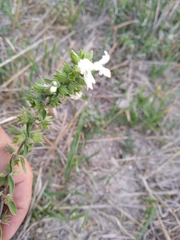Stachys annua
