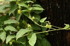 Gonolobus erianthus