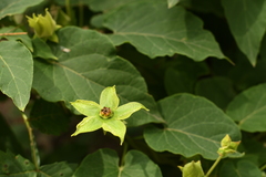 Gonolobus erianthus