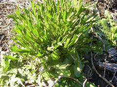 Centella tridentata tridentata