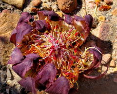 Protea amplexicaulis