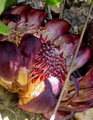 Protea amplexicaulis