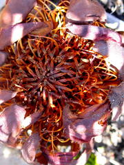 Protea amplexicaulis