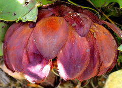 Protea amplexicaulis