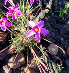 Oxalis polyphylla polyphylla