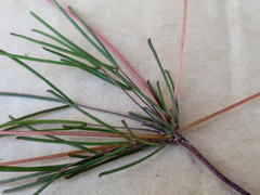 Oxalis polyphylla polyphylla