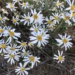 Olearia pimeleoides