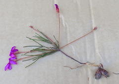 Oxalis polyphylla polyphylla