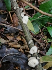 Hohenbuehelia cyphelliformis