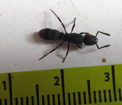 Bothroponera sculpturata