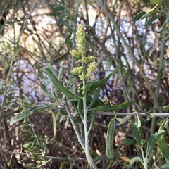Chenopodium nitrariaceum