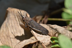 Dictyophorus griseus