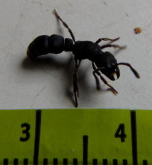 Bothroponera sculpturata