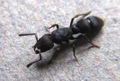 Bothroponera sculpturata