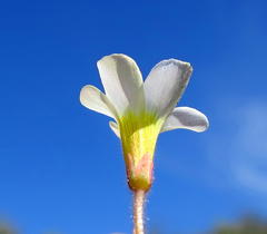 Oxalis attaquana