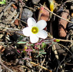 Oxalis attaquana