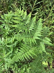 Pteridium aquilinum