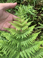 Pteridium aquilinum