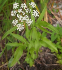 Sium latifolium