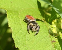 Phidippus zethus